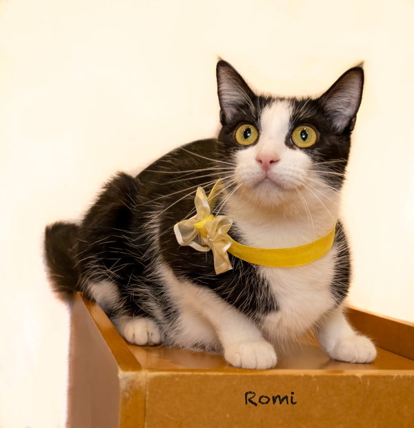 Romi