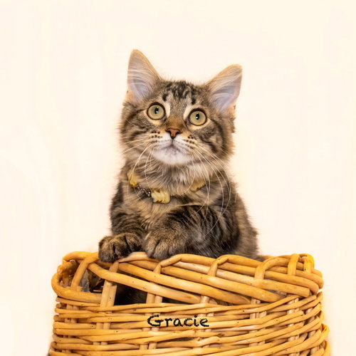 Gracie, Baby Domestic Medium Hair / Mixed, cat for adoption in Hot Springs Village, Arkansas