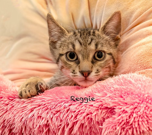 Reggie, Baby Domestic Short Hair / Mixed, cat for adoption in Hot Springs Village, Arkansas