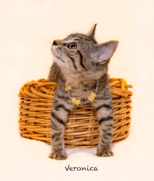 Veronica, Baby Domestic Medium Hair / Mixed, cat for adoption in Hot Springs Village, Arkansas