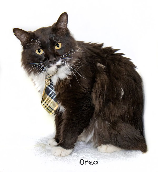 Oreo