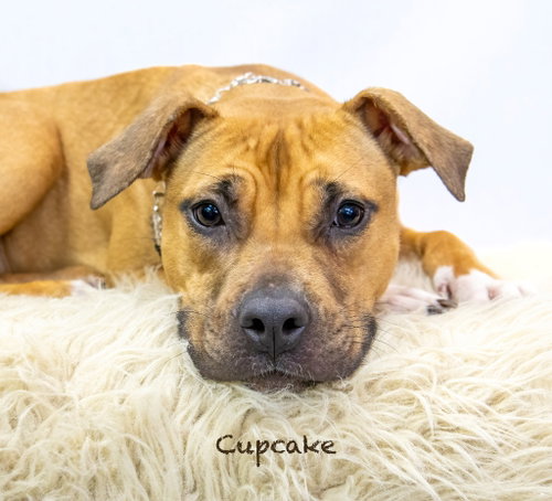 Cupcake, an adoptable Staffordshire Bull Terrier in Hot Springs Village, AR