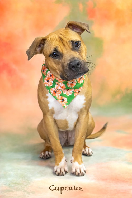 Cupcake, an adoptable Staffordshire Bull Terrier in Hot Springs Village, AR