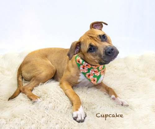 Photo 2 of Cupcake