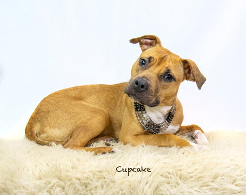 Photo 3 of Cupcake