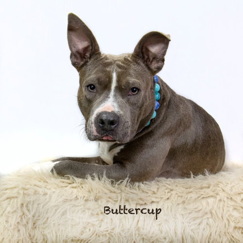 Buttercup, an adoptable Staffordshire Bull Terrier in Hot Springs Village, AR