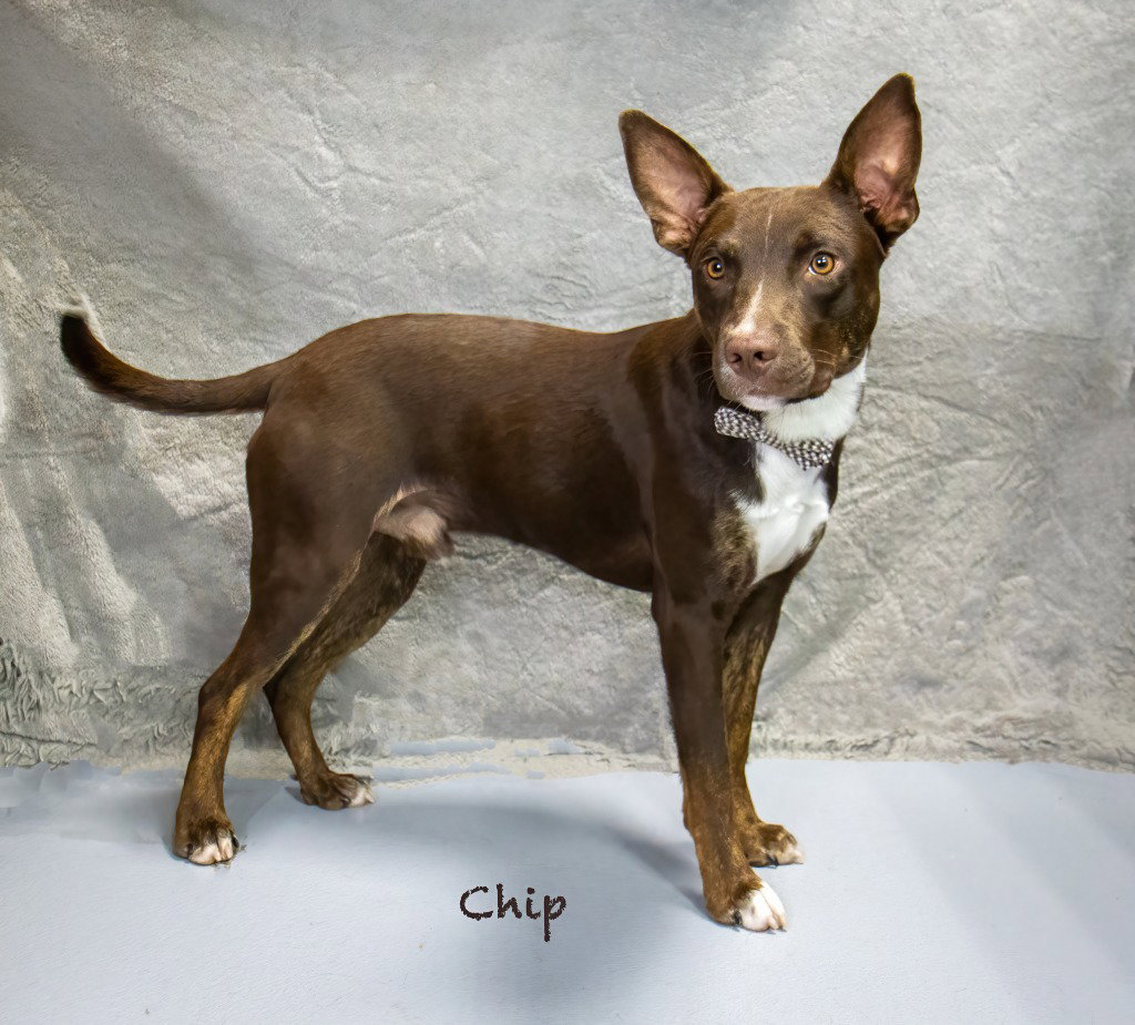 Chip