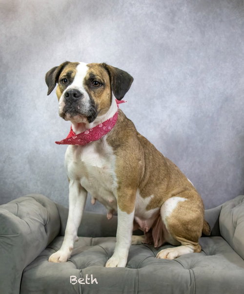 Beth, an adoptable Boxer in Hot Springs Village, AR