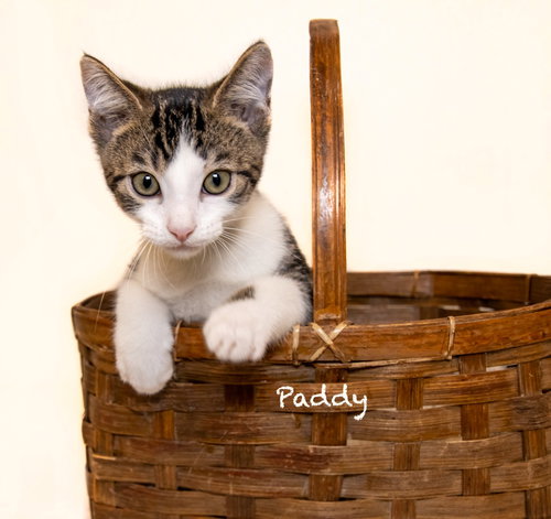 Paddy, an adoptable Domestic Short Hair in Hot Springs Village, AR