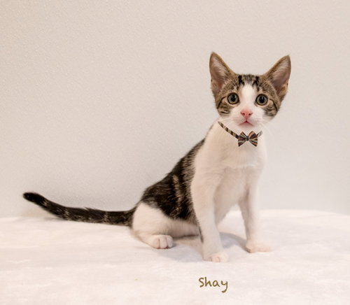 Shay, an adoptable Domestic Short Hair in Hot Springs Village, AR