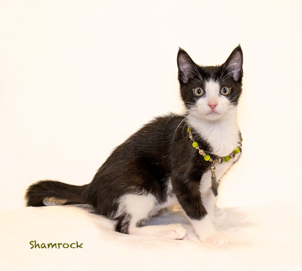 Shamrock