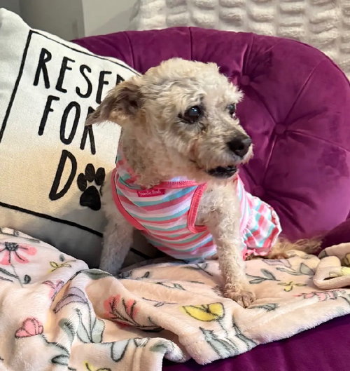 Annie, an adoptable Poodle in Hot Springs Village, AR