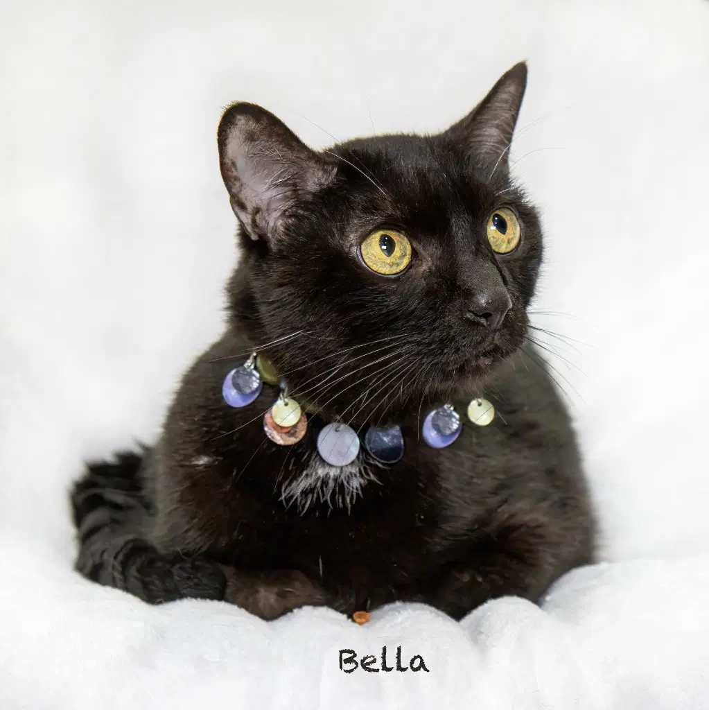 Bella - Domestic Short Hair