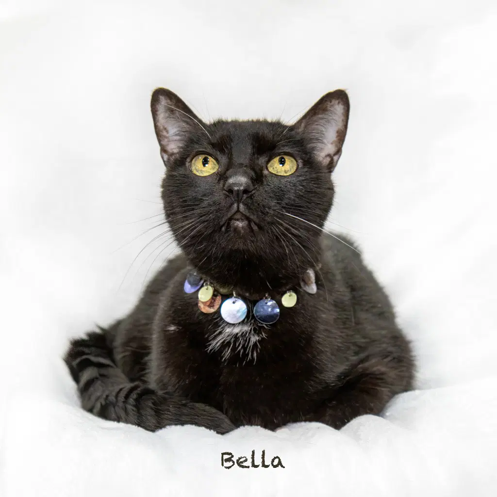 Bella image 2
