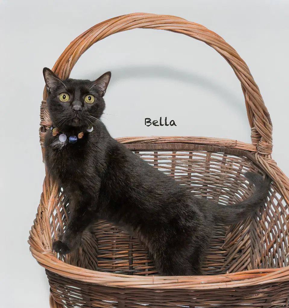 Bella image 3