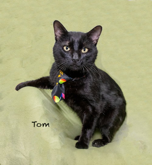 Tom, an adoptable Domestic Short Hair in Hot Springs Village, AR