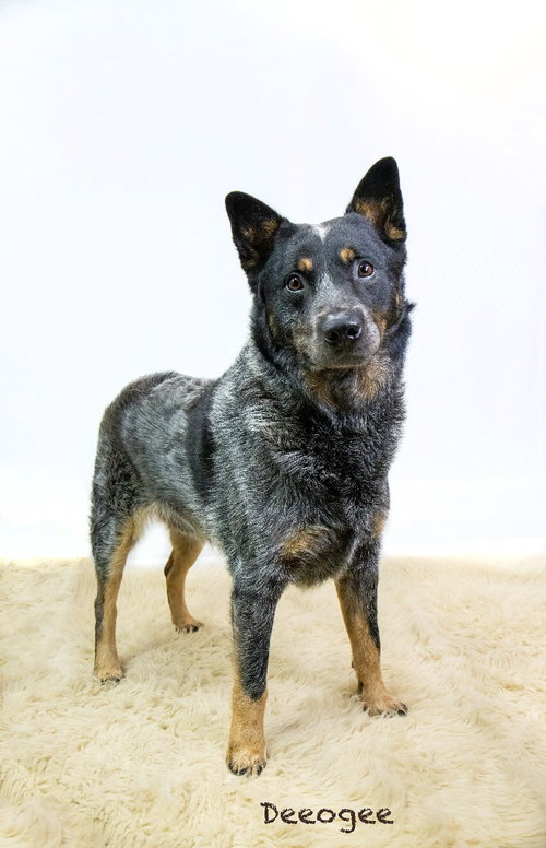 Deeogee, an adoptable Australian Cattle Dog in Hot Springs Village, AR
