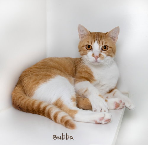 Bubba