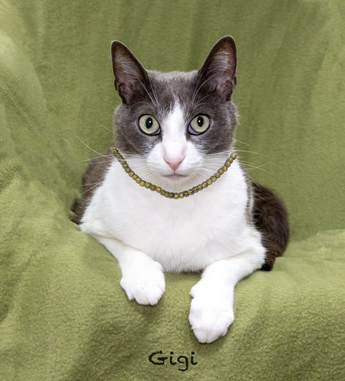 Gigi