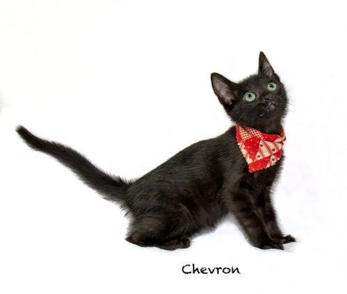 Chevron