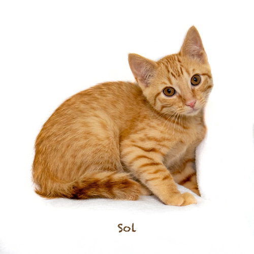 Sol photo 2