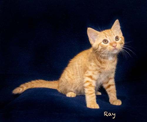 Ray photo 2