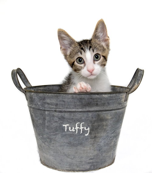 Tuffy