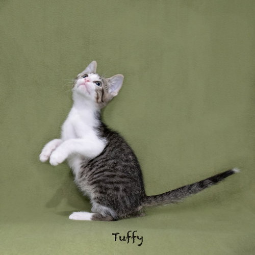 Tuffy photo 2