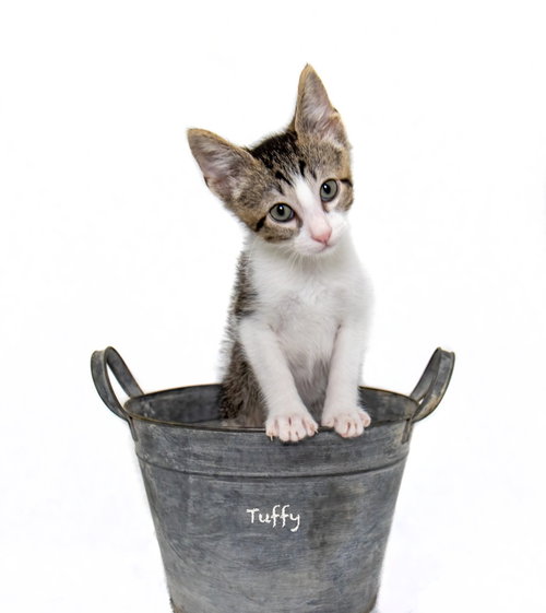 Tuffy photo 3