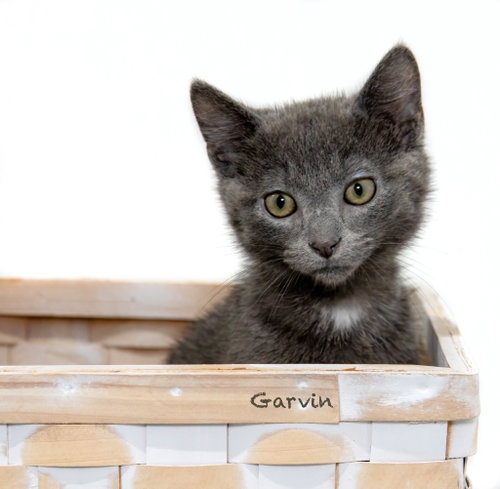 Garvin