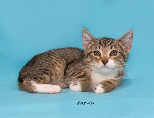 Marvin