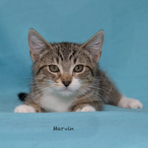 Marvin photo 2