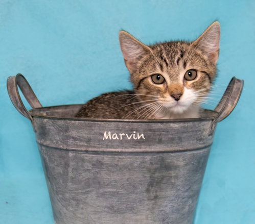 Marvin photo 3