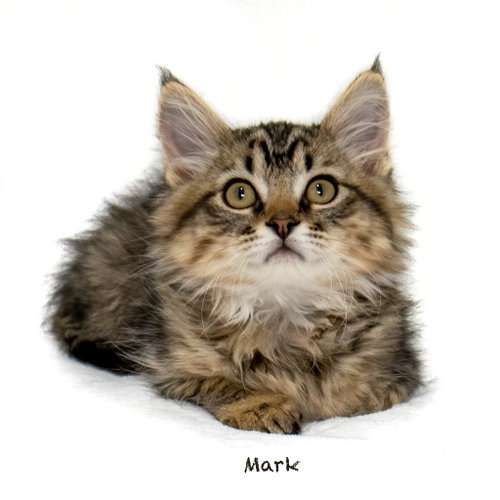 Mark
