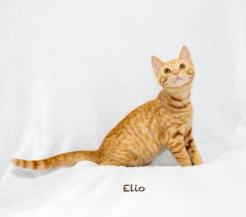 Elio photo 2