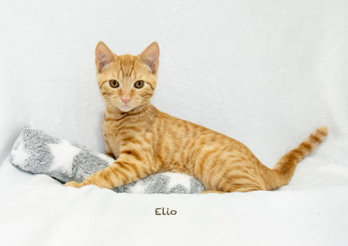 Elio photo 3