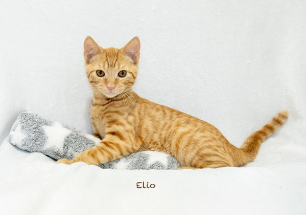 Elio