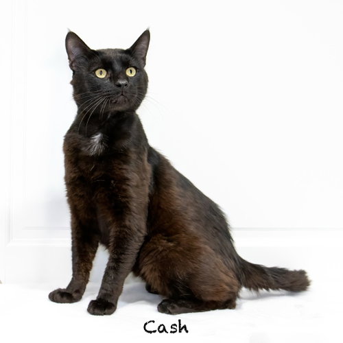 Cash photo 2