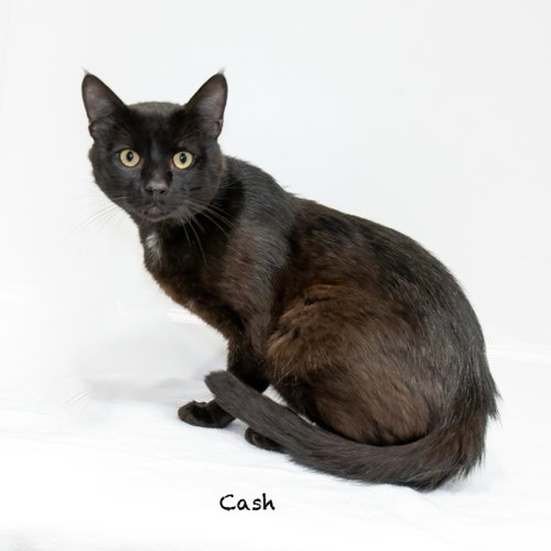 Cash photo 3