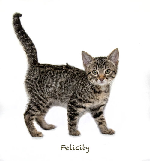 Felicity, Baby Domestic Short Hair / Mixed, cat for adoption in North Little Rock, Arkansas