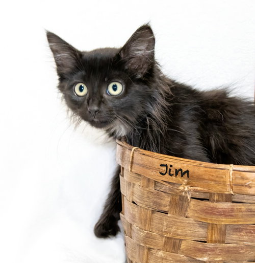 Jim, Baby Domestic Long Hair / Mixed, cat for adoption in North Little Rock, Arkansas