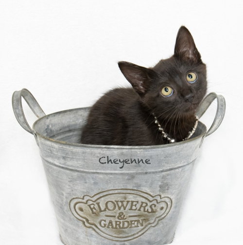 Cheyenne, Baby Domestic Short Hair / Mixed, cat for adoption in North Little Rock, Arkansas