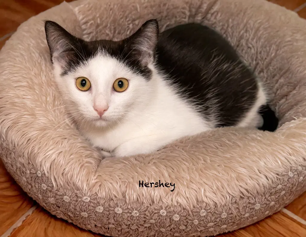 Hershey - Domestic Short Hair