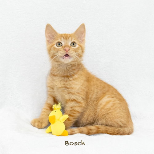 Bosch, an adoptable Domestic Medium Hair in Hot Springs Village, AR
