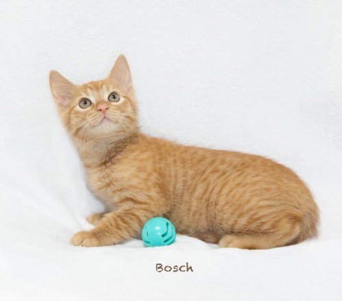 Bosch photo 2