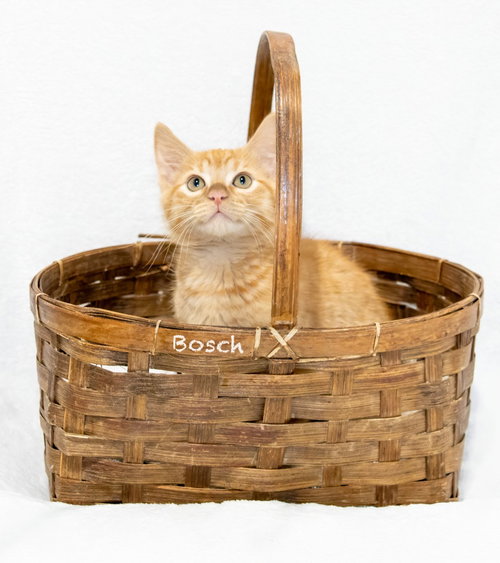 Bosch photo 3