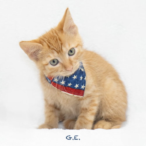 G.E., an adoptable Domestic Medium Hair in Hot Springs Village, AR