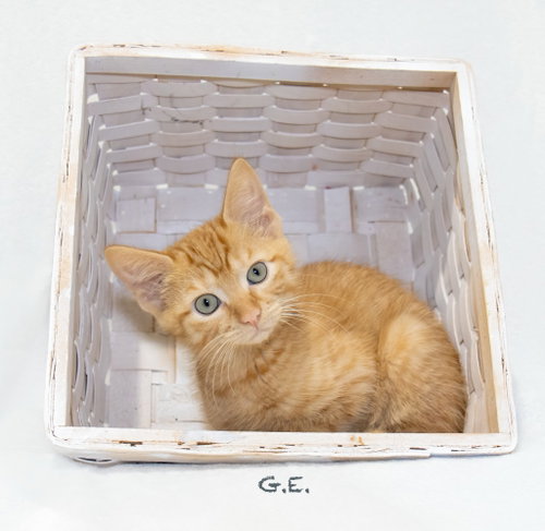 G.E. photo 2