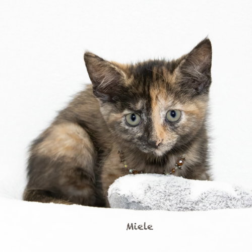 Miele photo 2