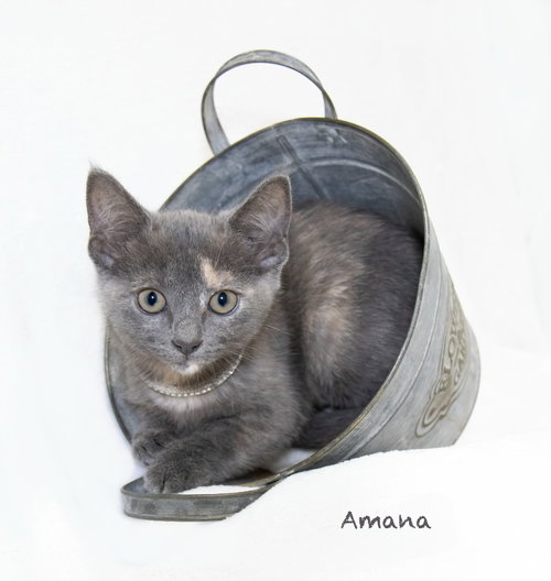 Amana, an adoptable Domestic Medium Hair in Hot Springs Village, AR